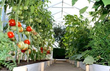 Jak pěstovat ve skleníku?